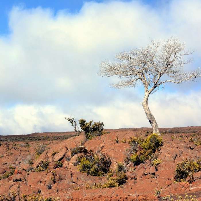 Near Mauna Loa Trail