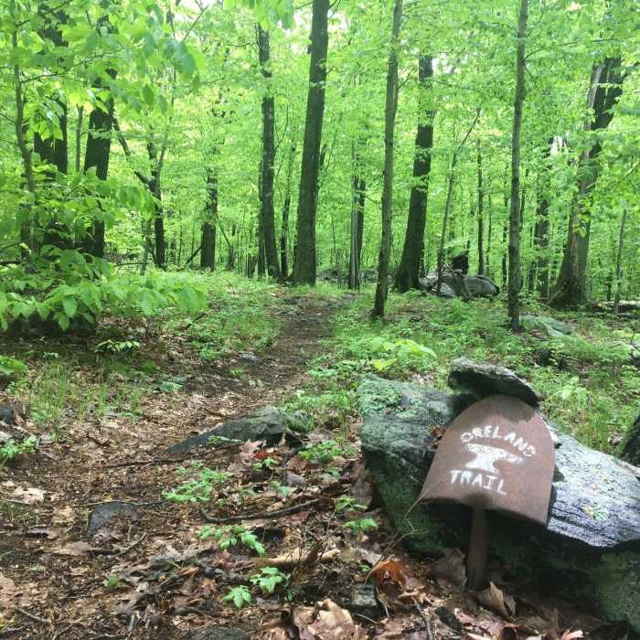 Near Oreland Trail