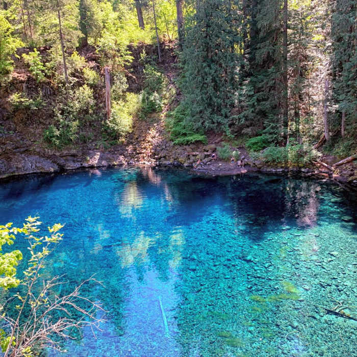 Near The McKenzie River National Recreation Trail (No. 3507)