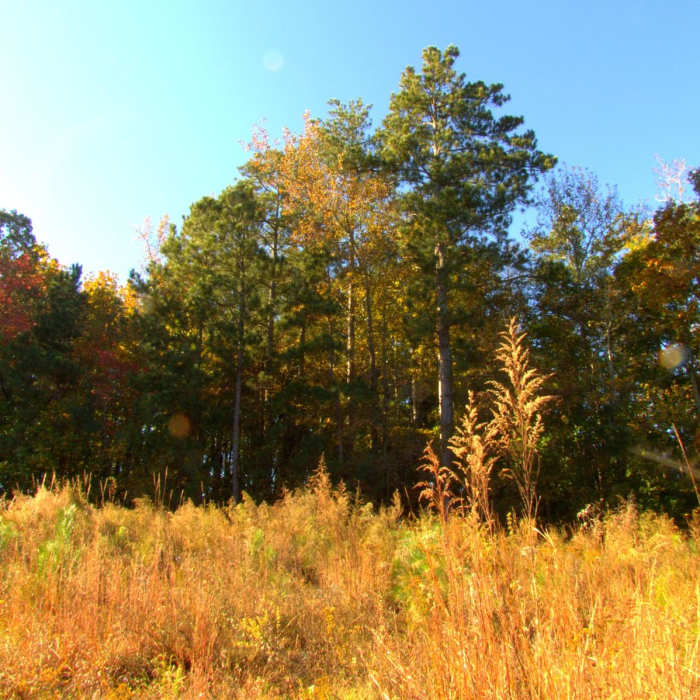 Near Laurel Ridge Trail