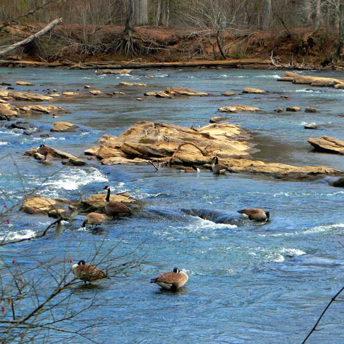 Geese at Island Ford, Chattahoochee National Recreation Area. Near Island Ford South Loop