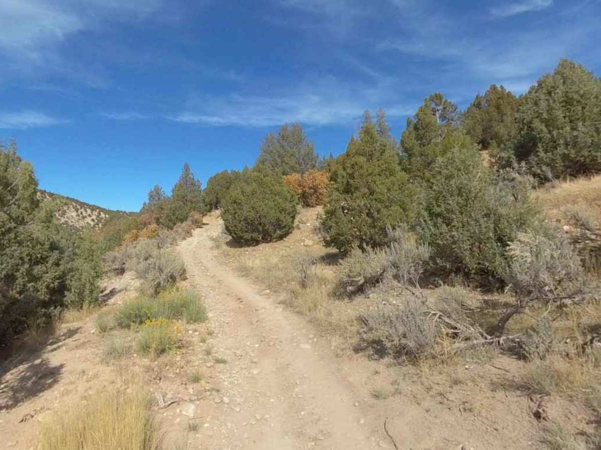 Starvation WMA Poleline photo 5