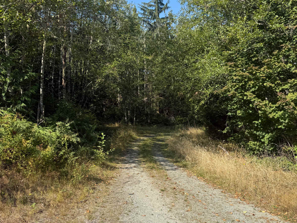 Illabot Powerline Ridge Road trail photo