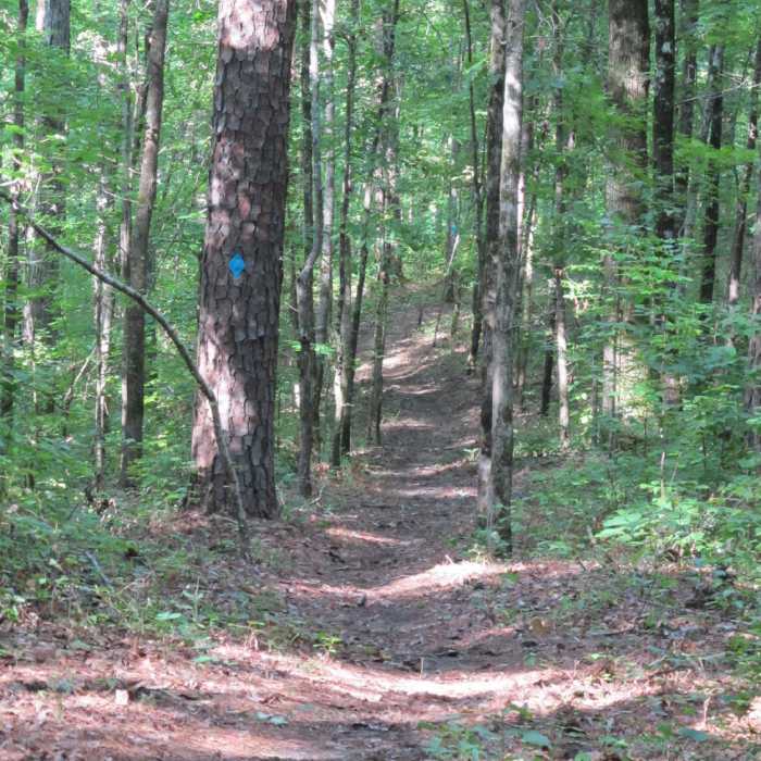 A great downhill section or steady climb on the Log Jump Trail Near Log Jump Trail