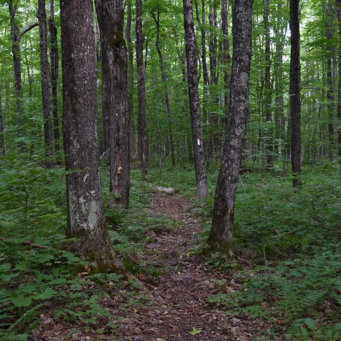 Near Hacking Site Trail Near Hacking Site Trail