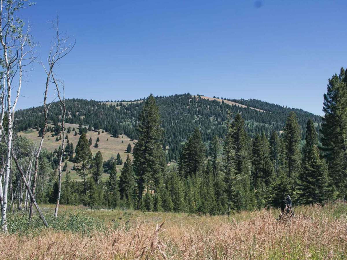 Treasure Mountain trail photo