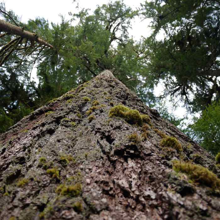 Old thick bark. From the Gatton Creek Trail. Near Resort Trail