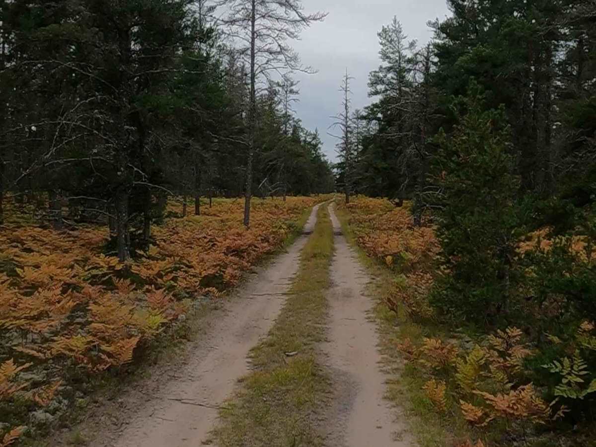 Grouse Track - FSR 3220 photo 2