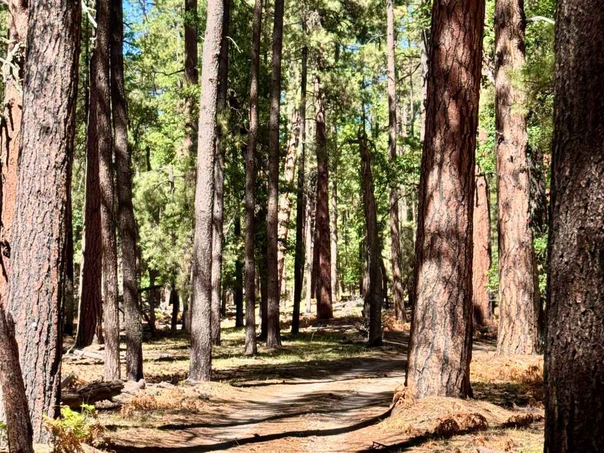 FS 778 trail photo
