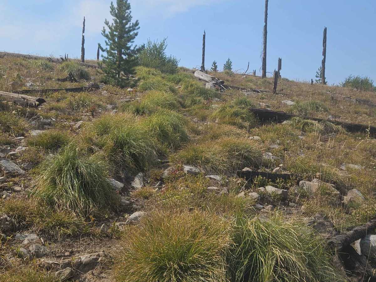 Divide Creek North photo 4
