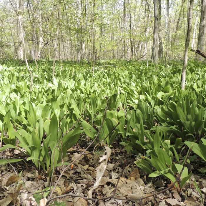Near Heron Rookery Trail