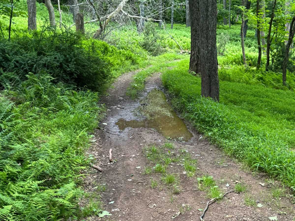 Spruce Lane photo 2