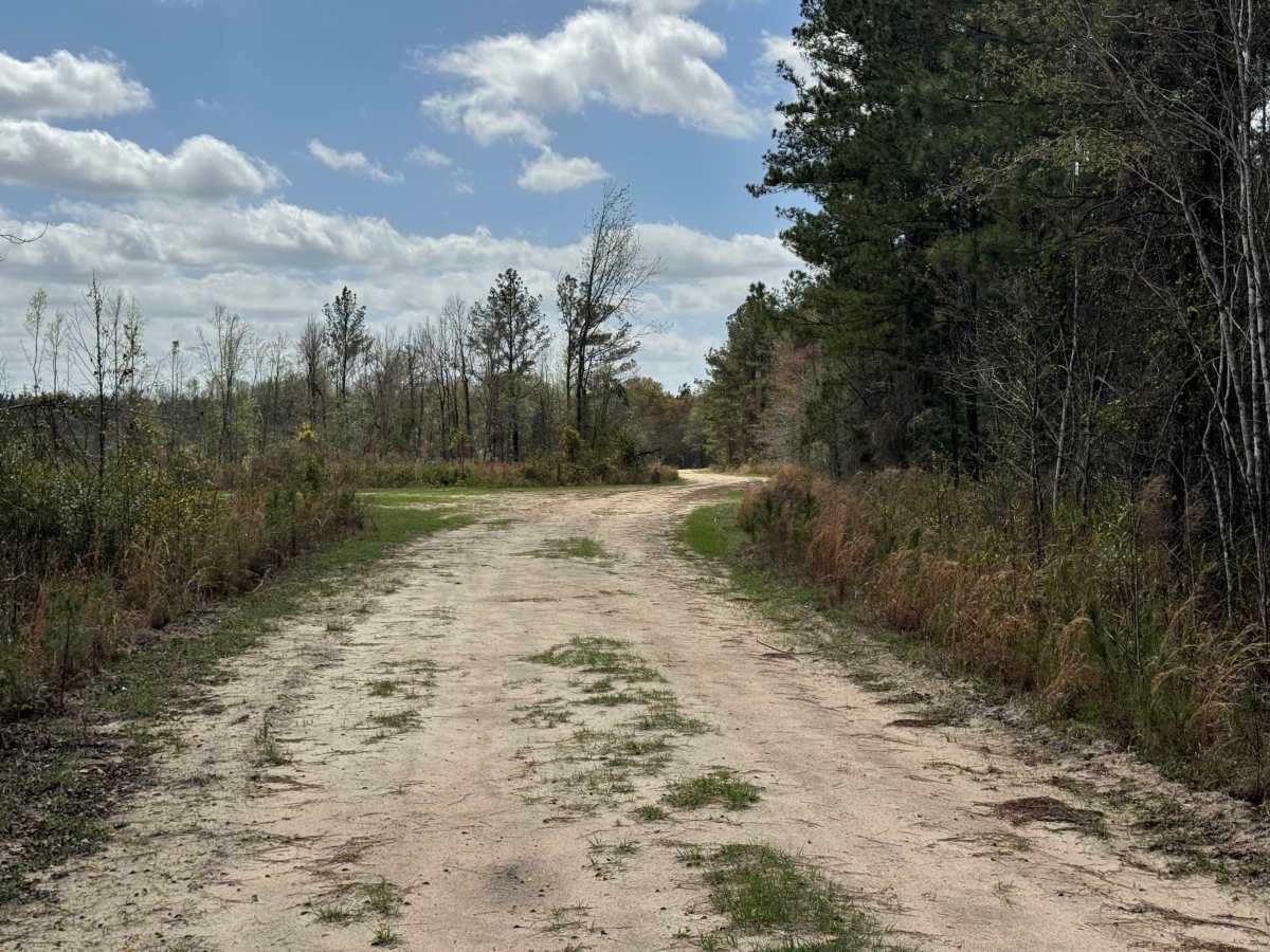 Gibson/Bay Connector trail photo