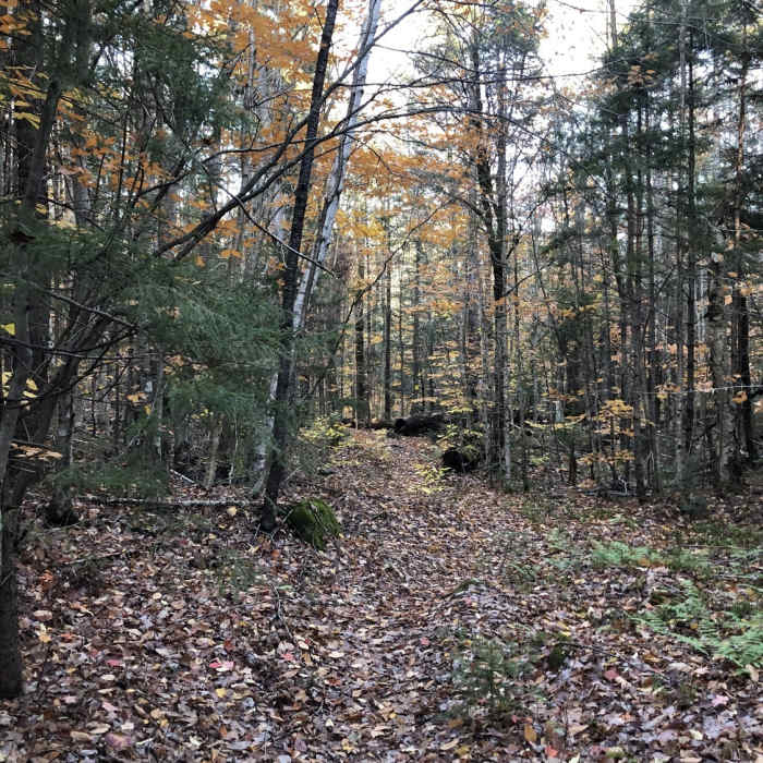Near Oliverian Brook East Loop Trail