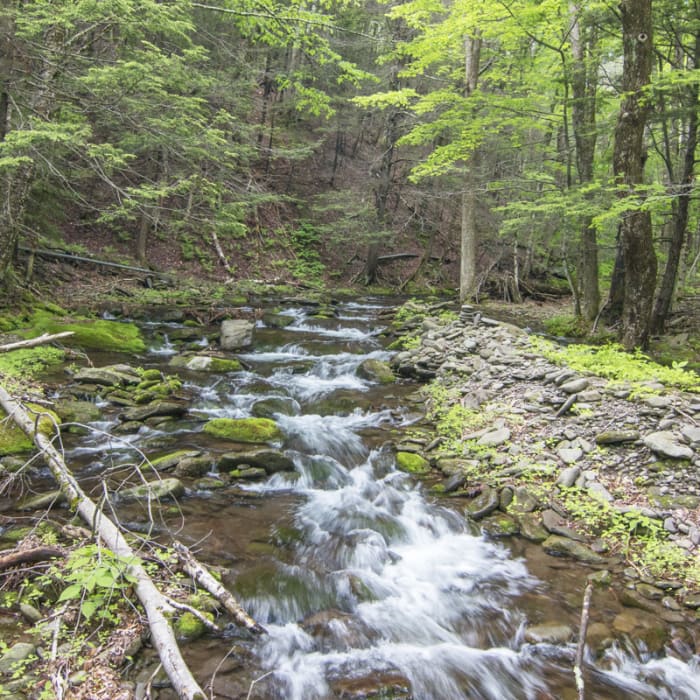 Near Becker Hollow to Hunter Fire Tower