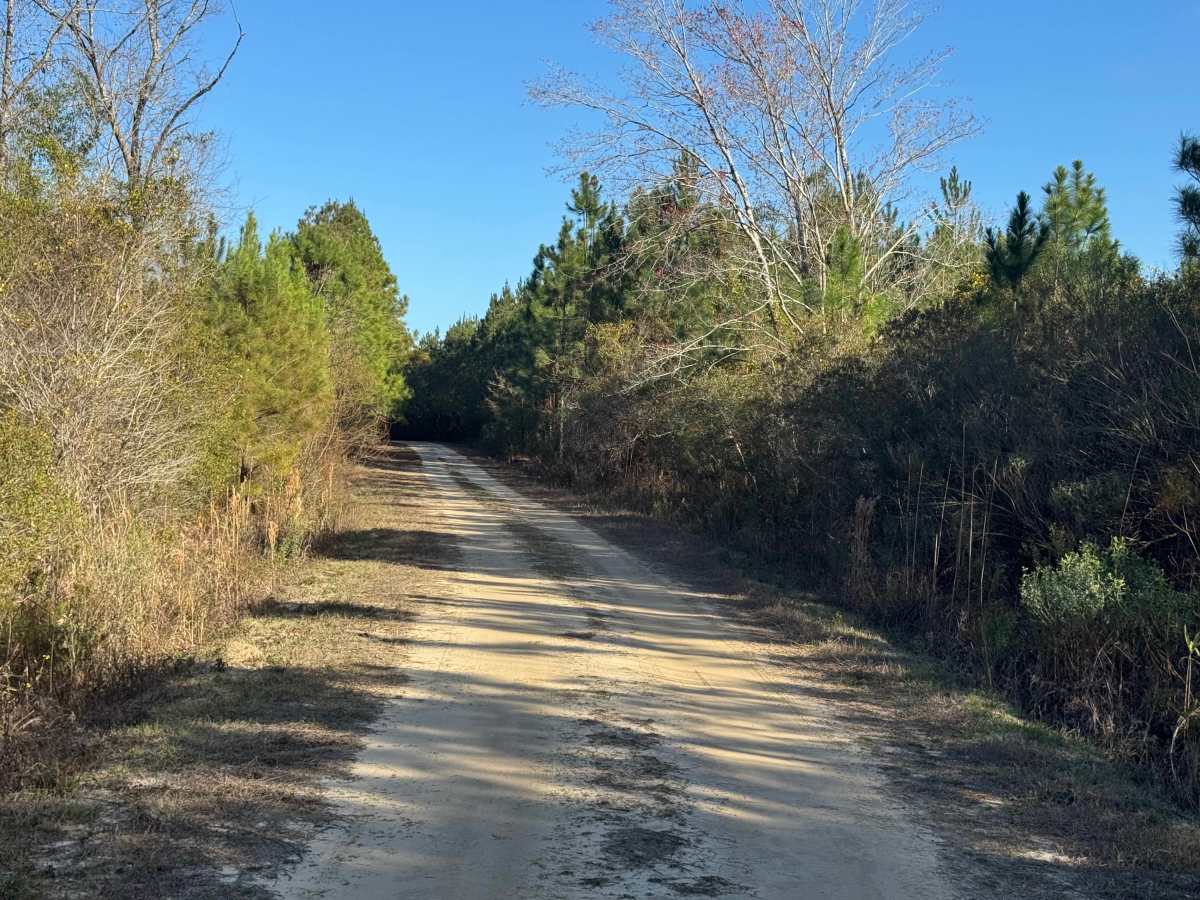 Jackson Island Road trail photo