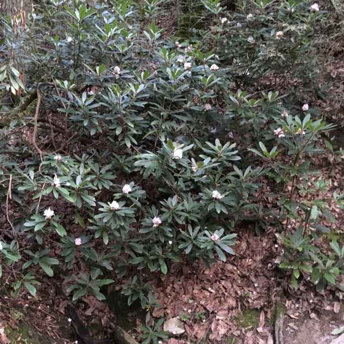 Near Lover's Leap Trail