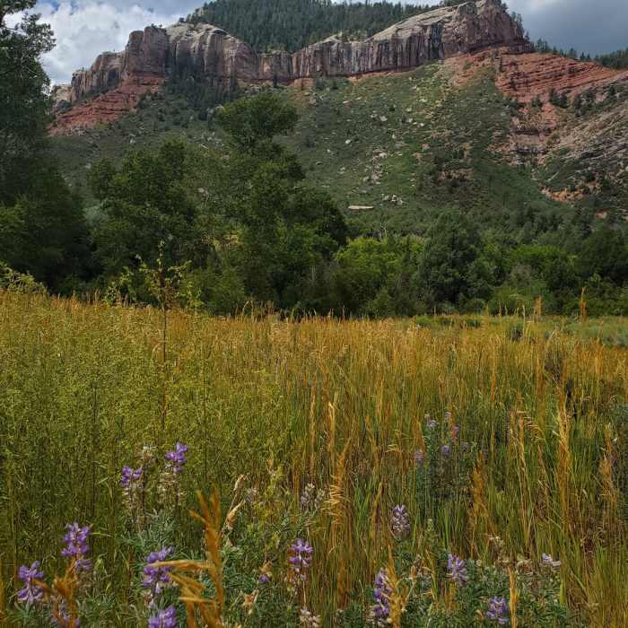 Lupine near the trail junction with Falls Creek Trail. Near Church Camp