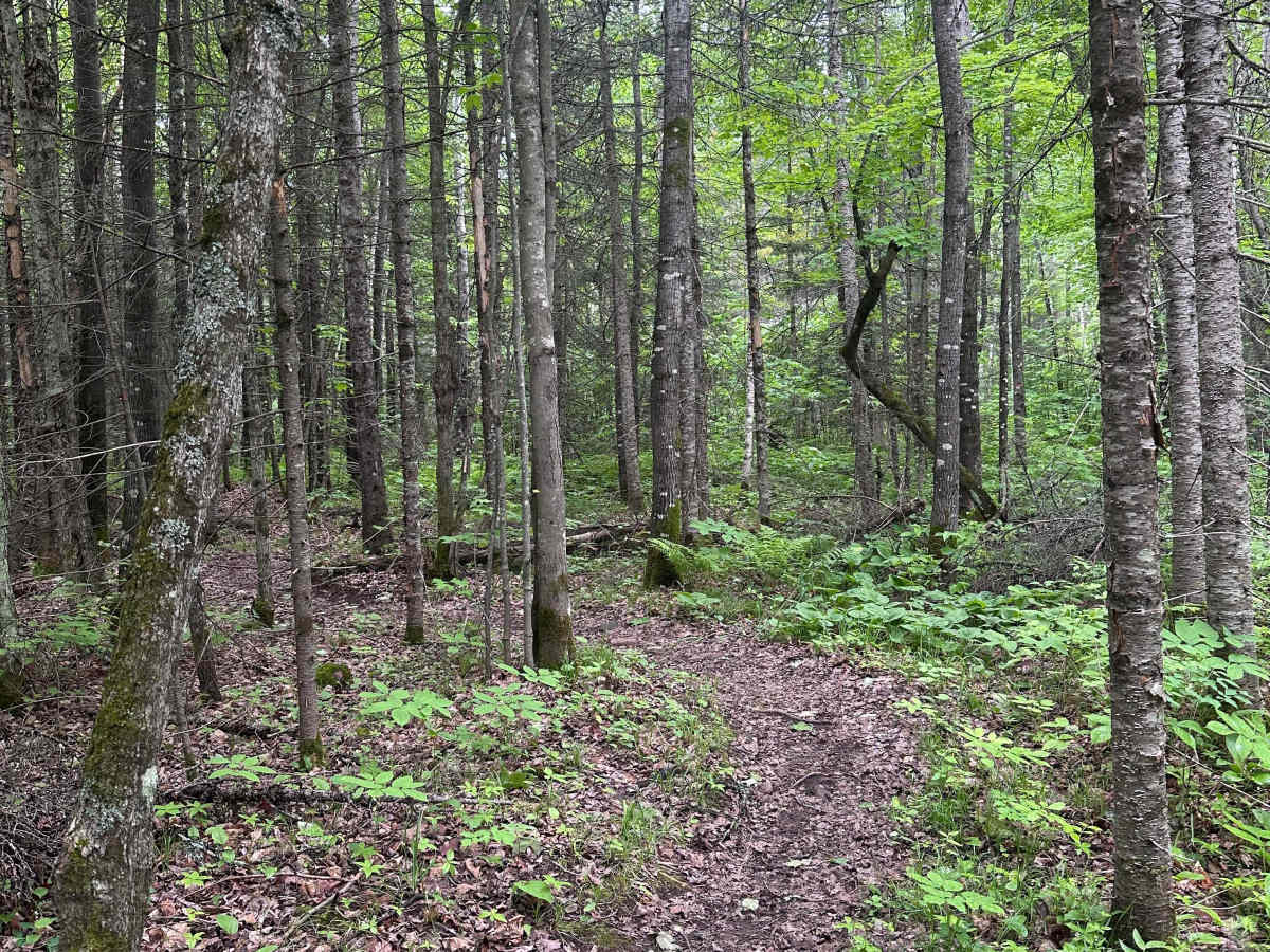 Alger Grade - Trail 3 photo 3