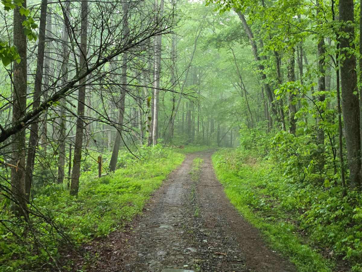 Three Fork Gap trail photo