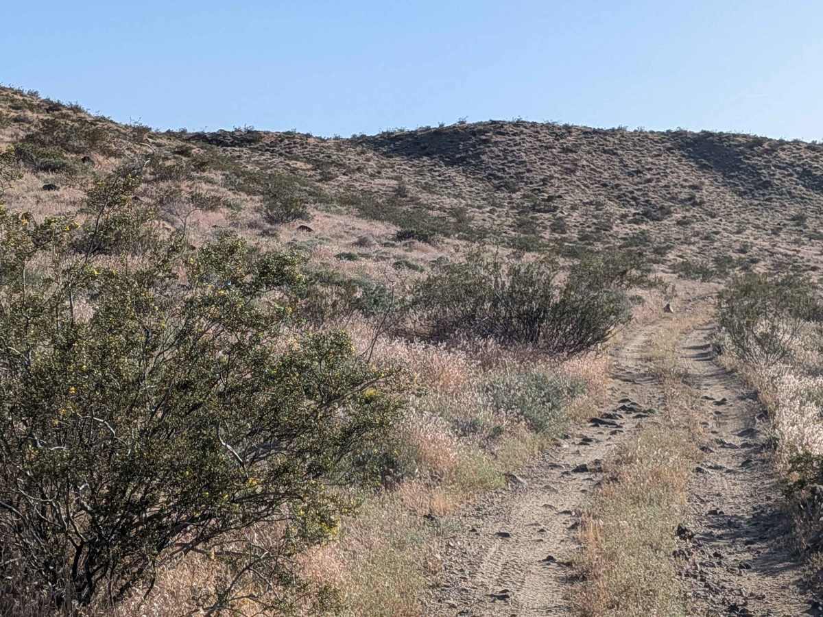 BLM EP499 photo 4