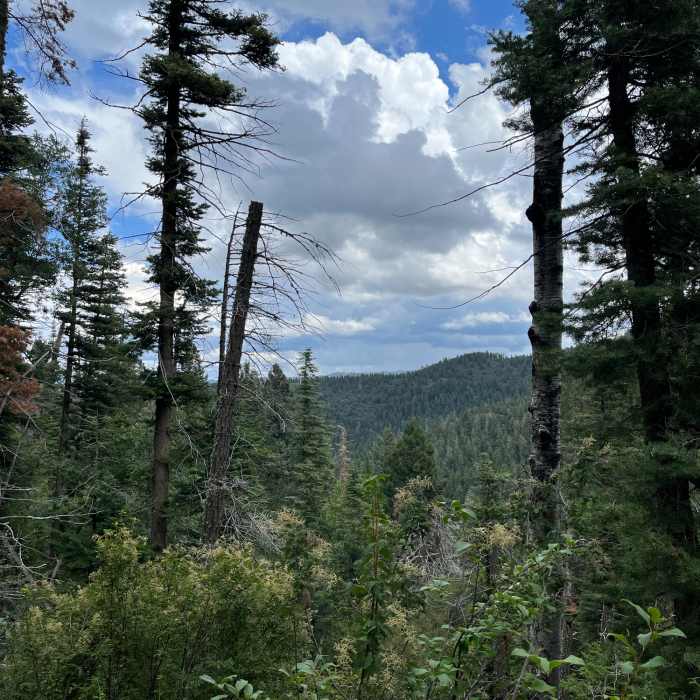 Rim Trail (T105) Near Rim Trail Out-and-Back