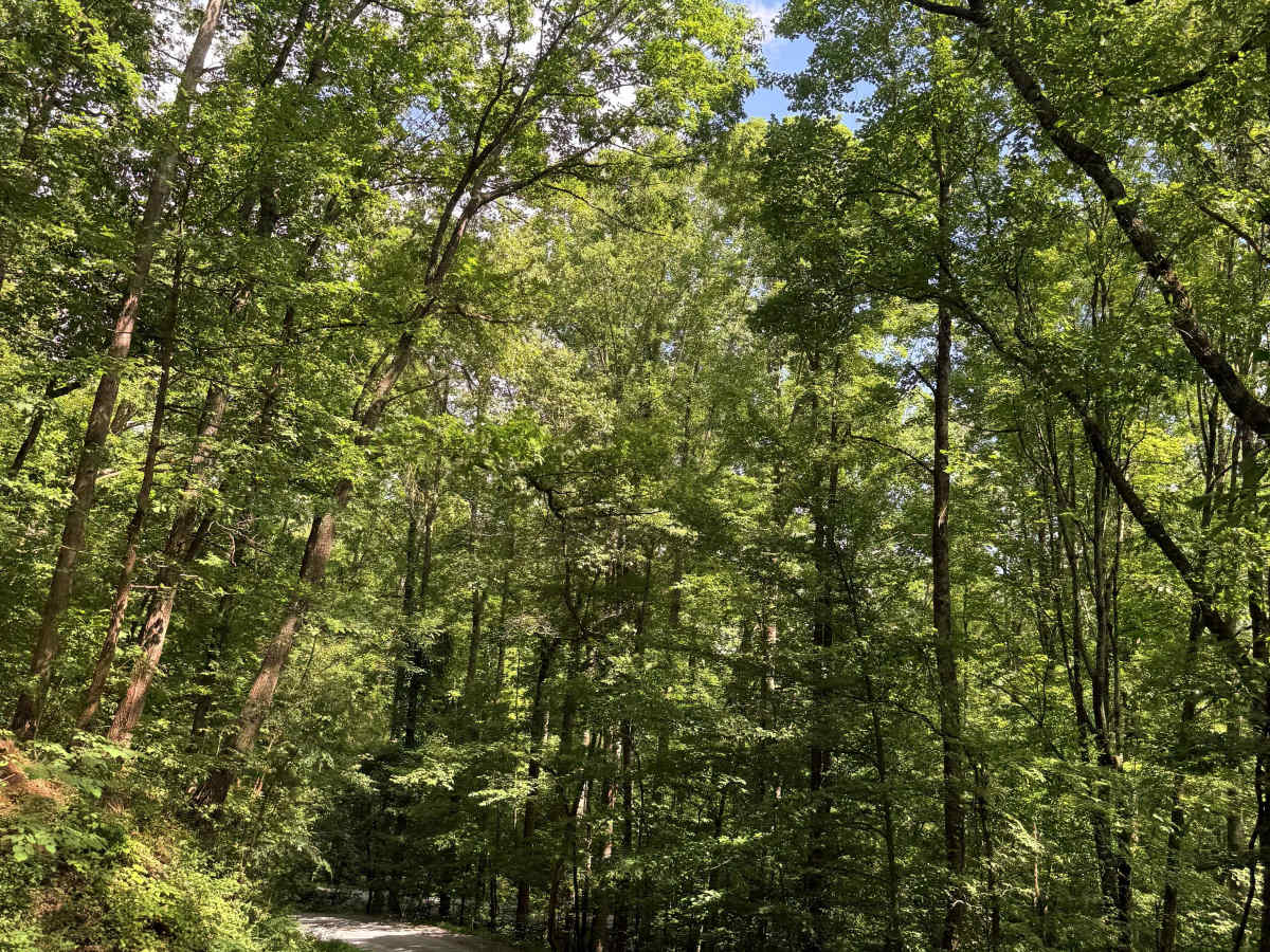 Osborne Ridge  photo 3