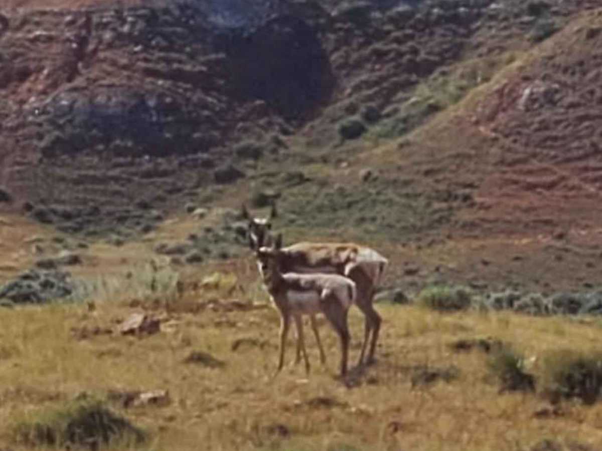 Where the Deer and the Antelope Play trail photo