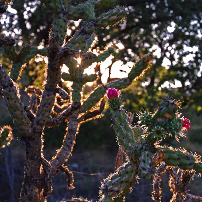 Near Texas Evergreen Tour