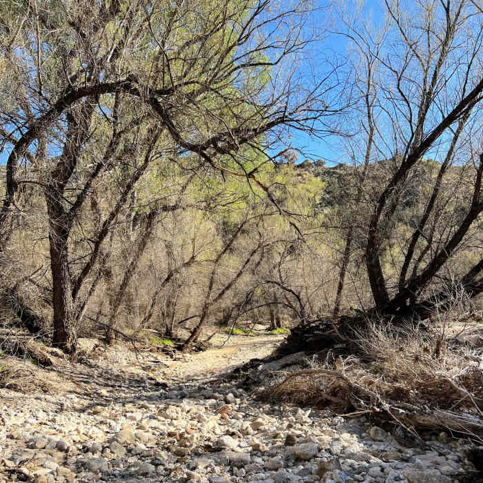 Near Sabino Canyon Loop