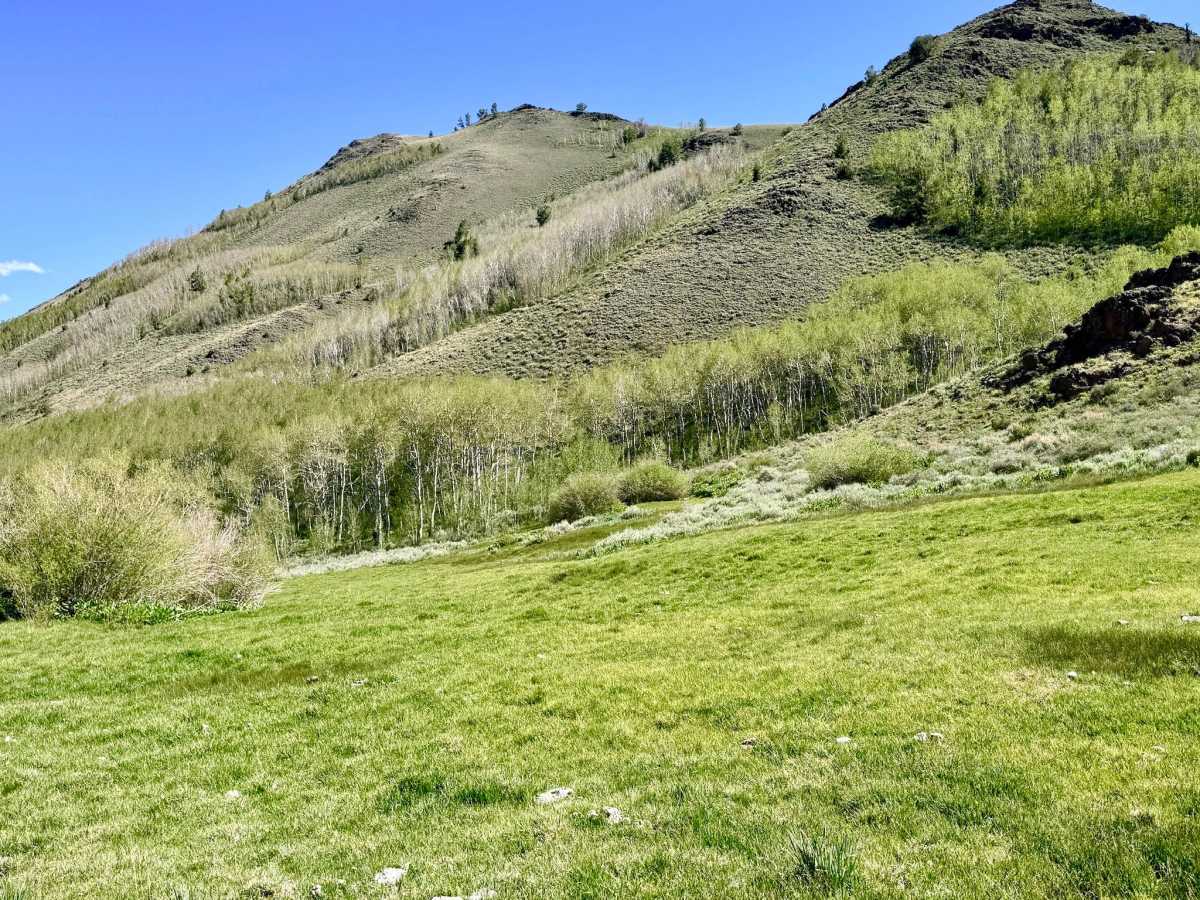 North Fork Allison Creek FS43515 photo 5