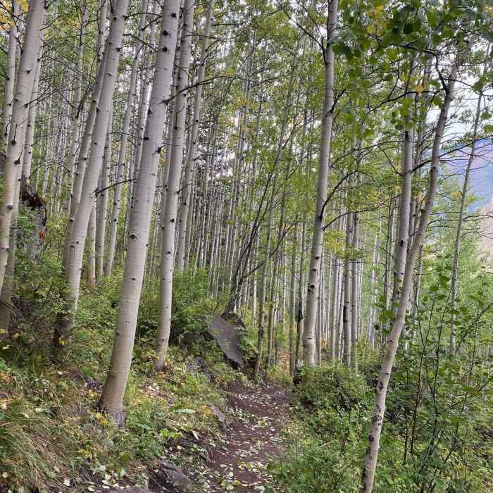 Near Gore Creek Valley Trail (East)