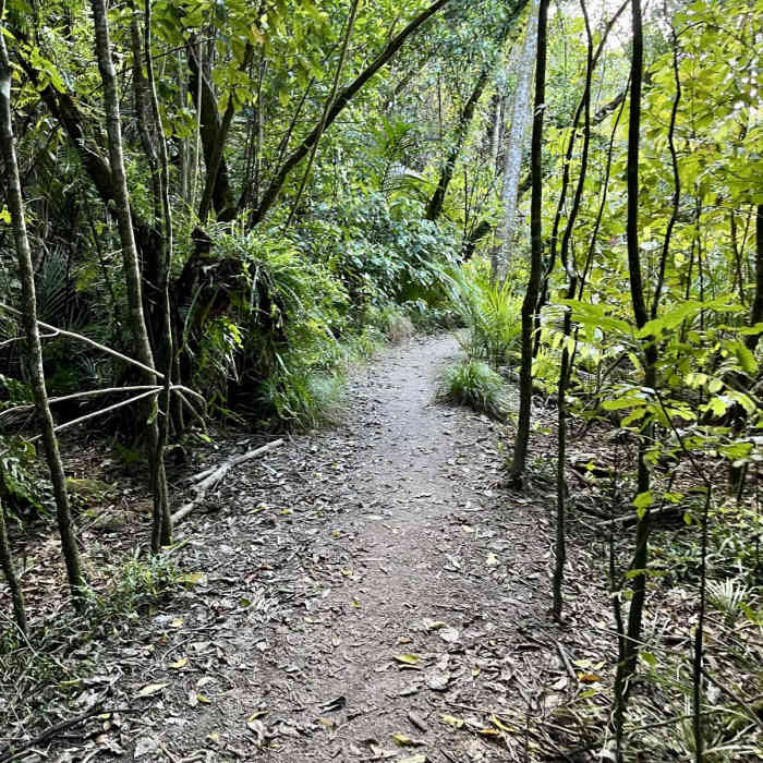 Near Totaranui Beach Track to Waiharakeke Bay