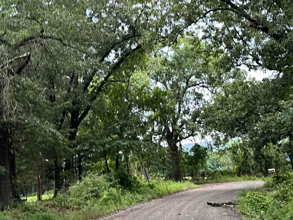 Foresty Road photo 3