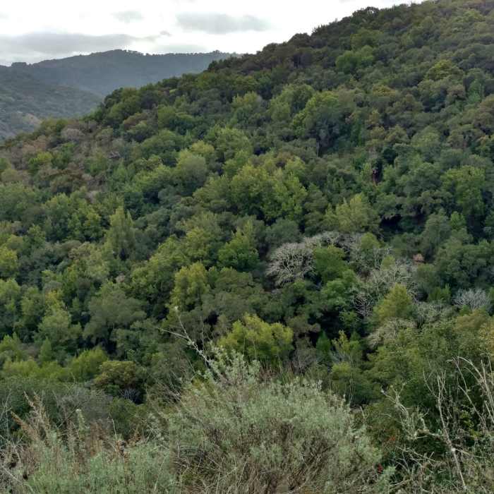 Near Deep Gulch Trail