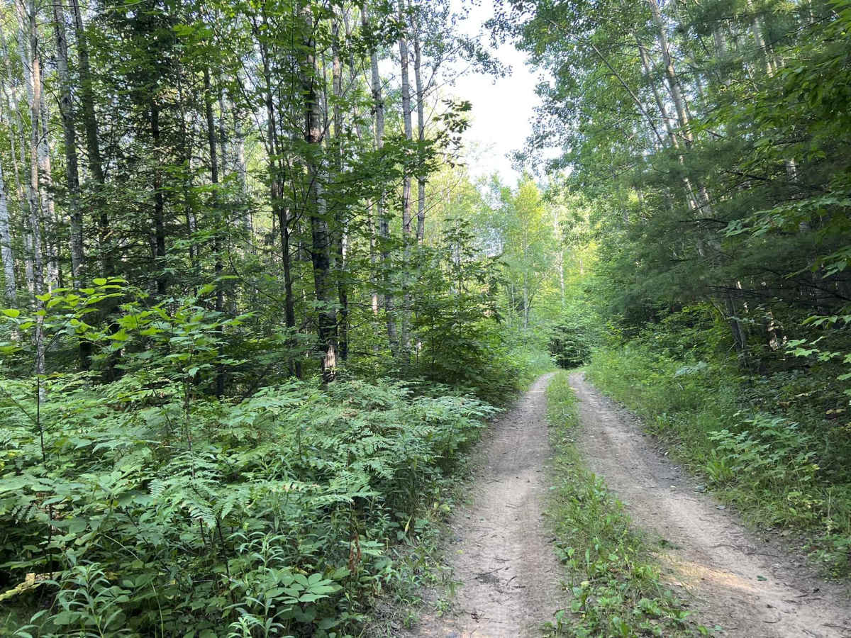 Camp Hayes Road trail photo