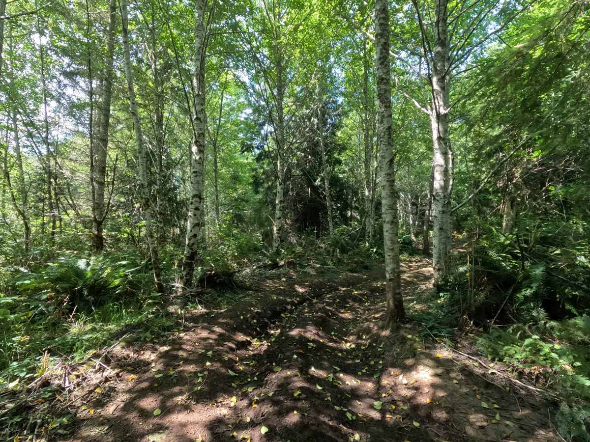 Sasquatch Hills Trail photo 2