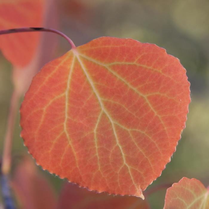 Near Hyndman Creek + Hyndman Basin Hike