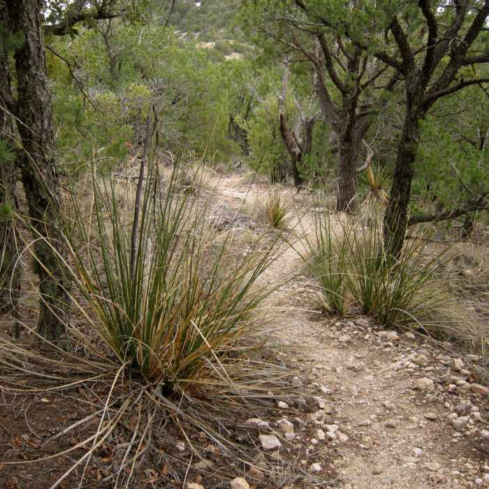 Near Pima Canyon Trail #62