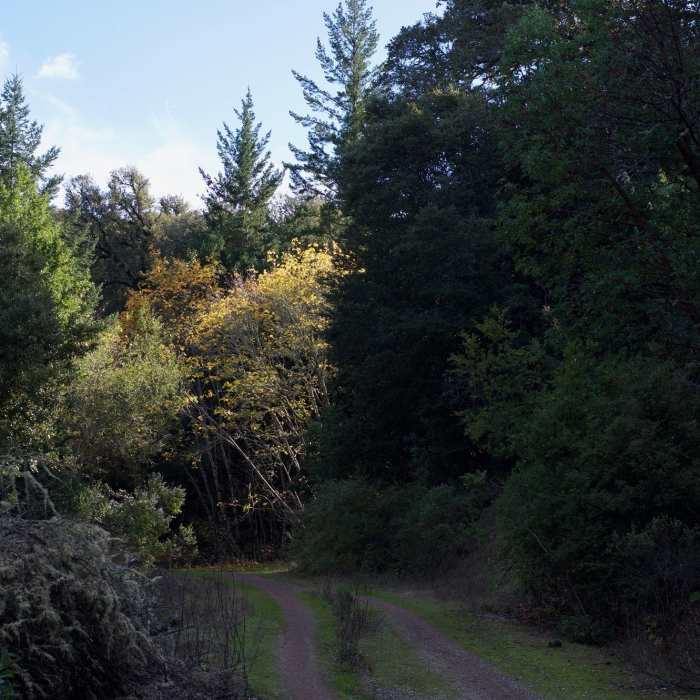 Leaves shine in the the afternoon light in the fall. Near Alpine Road Trail