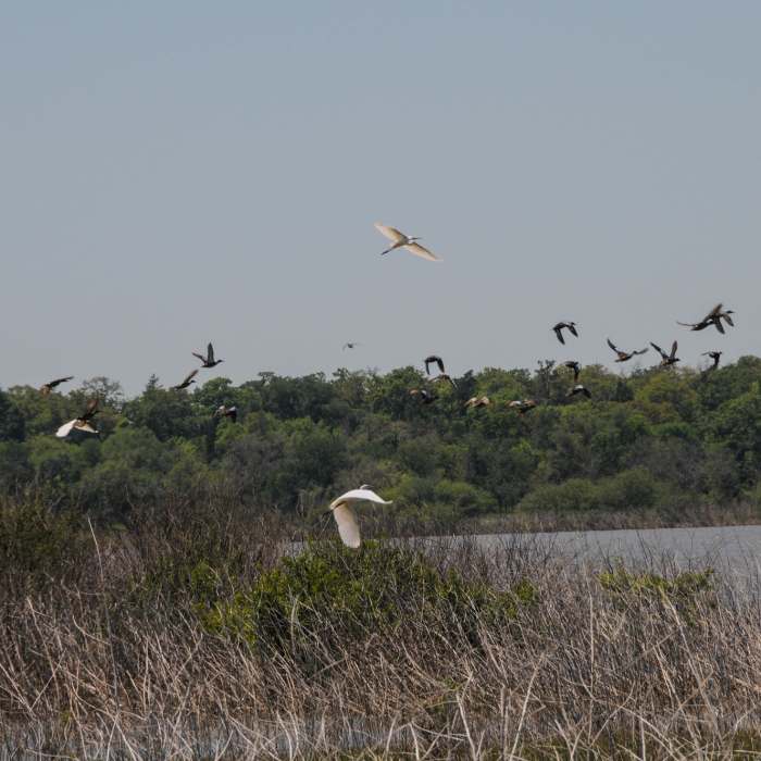 A small sample of the birds that populate Flag Pond Near Lake Somerville Flag Pond and Trailway Loop