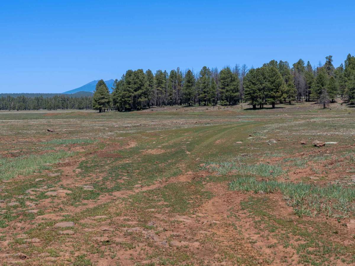 Woody Ridge - FS 535B photo 2