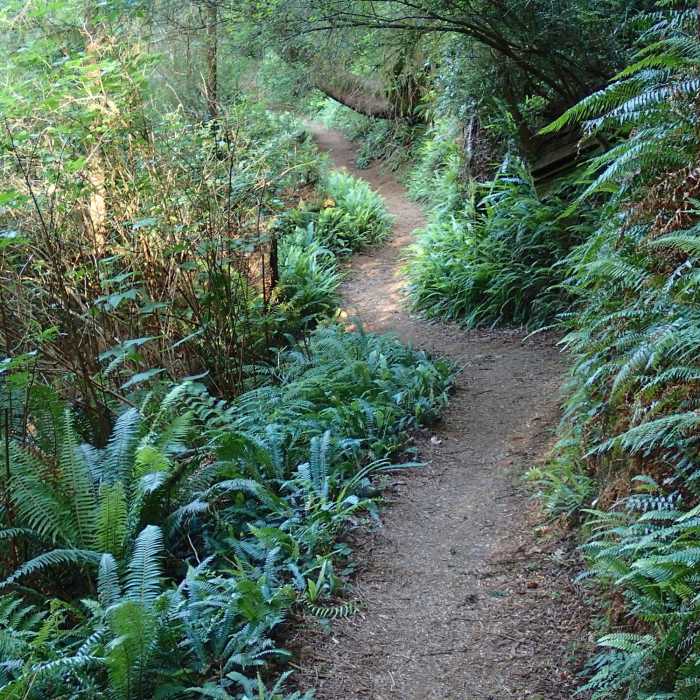 Near Trillium Falls Loop Trail