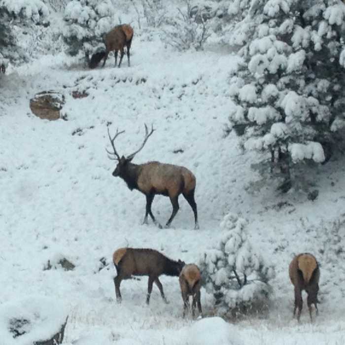 Near American Bison Trail