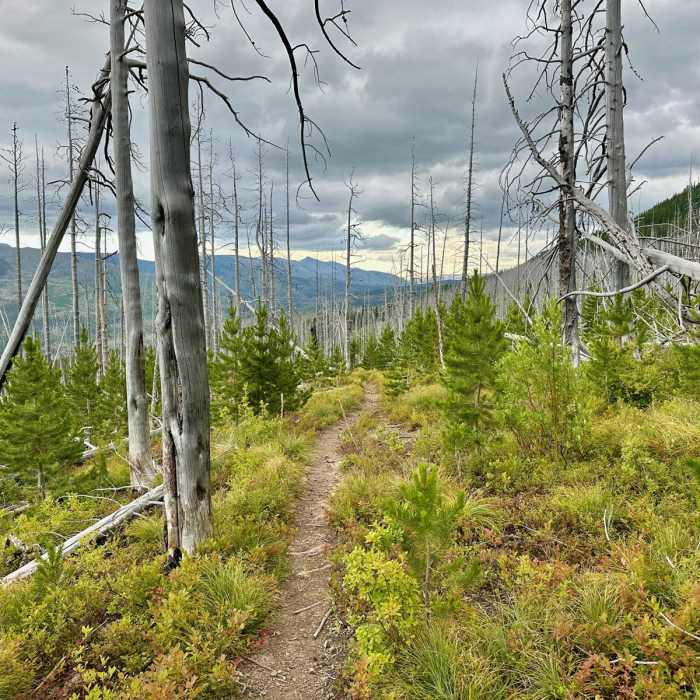 Near Continental Divide Trail: Montana-Idaho Section 25