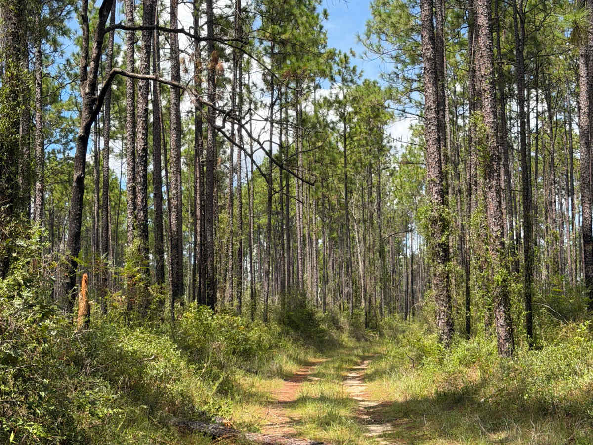 Blackwater River R81 trail photo