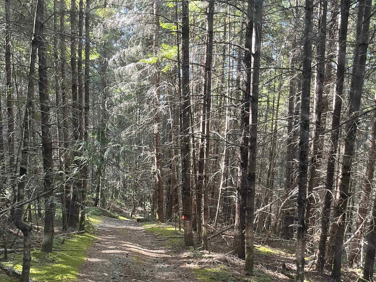 Wild Dear Lake photo 2
