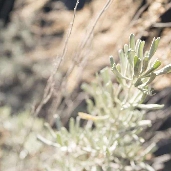 Near Silver Moccasin Trail Hike via Upper Chilao Trailhead