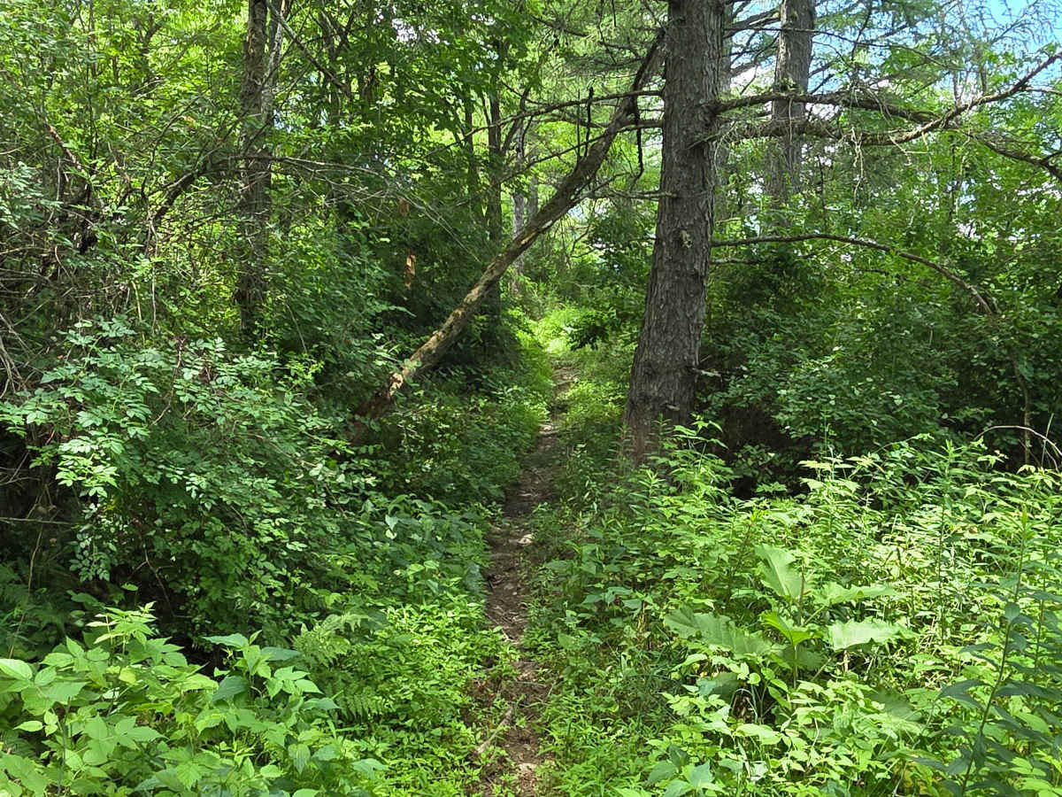 Single Track XX trail photo