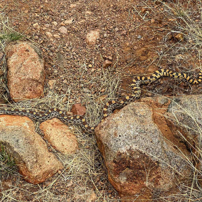 Near Arizona Trail Passage 6: Las Colinas